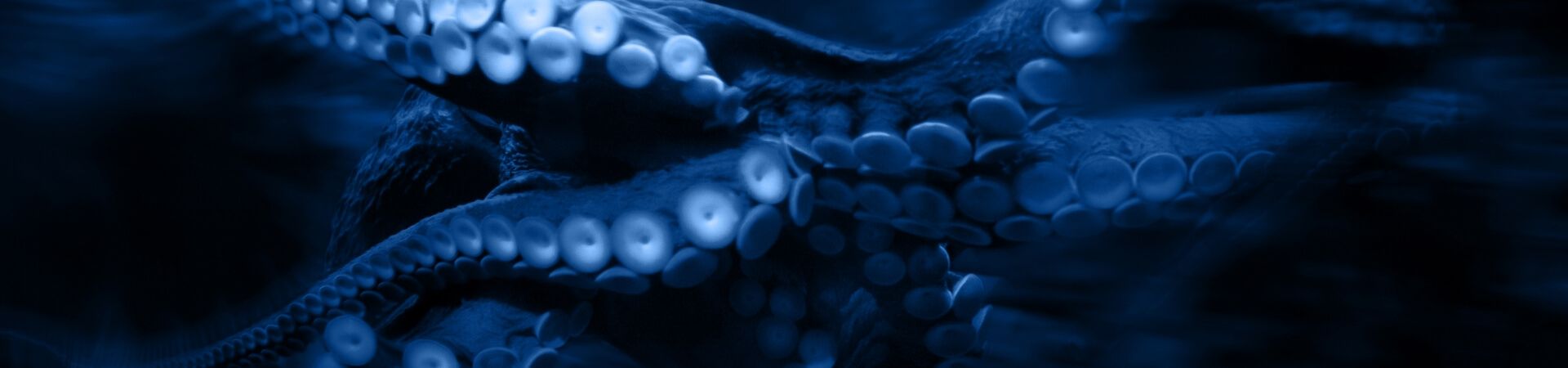 Portfolio Professionelle Beratung - Hintergrund-Bild